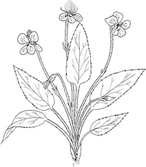 Фіалка бахромчата ( viola fimbriatula)