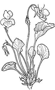 Фіалка гачковата (viola adunca )