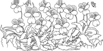 Фіалка мотилькова (viola sororia)