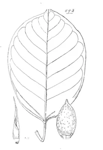 Ficus crassipes