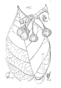 Ficus ehretioides