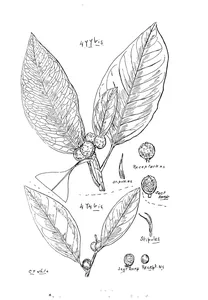 Ficus eugenioides і ficus rubiginosa