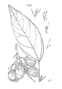 Ficus glomerata