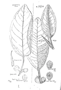 Ficus leucotricha і ficus platypoda