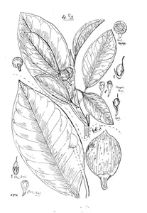 Ficus muelleri і ficus watkinsiana