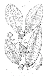 Ficus rubiginosa і ficus platypoda