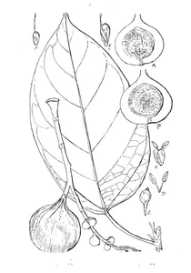Ficus semicostata