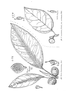 Ficus simmondsii і ficus scandens