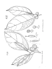Ficus subglabra і ficus esmeralda