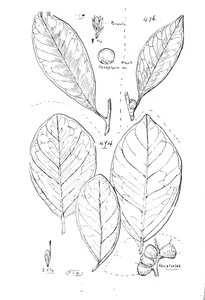 Ficus thynneana, ficus hillii і ficus tryoni