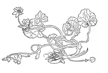 Фікарія (ficaria)