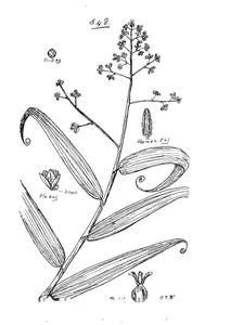 Flagellaria indica