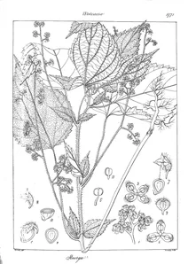 Fleurya interrupta