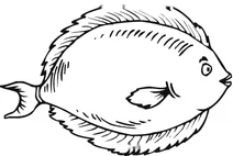 Flounder