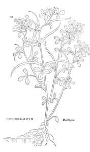 Фоенограекум