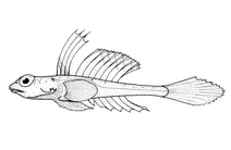 Foetorepus phasis (затокова смердюча риба)