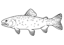 Форель бонневіль (oncorhynchus clarkii utah)