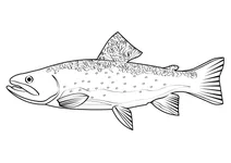 Форель вестслоуп (oncorhynchus clarkii lewisi)