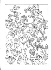 Forskolia urticoides