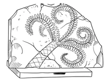 Fossil fern in museum