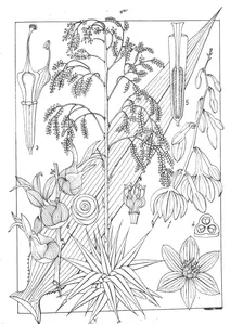 Fourcroya gigantea