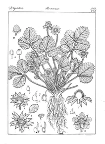 Fragaria elatior