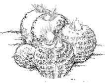 Фрайлея карликова