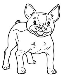 French bulldog