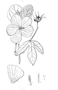 Fugosia australis