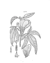 Fugosia pedata