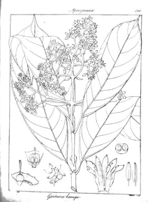 Gaertnera koenigii
