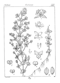 Galium reguunianum