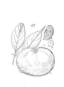 Garcinia mestoni