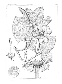 gardenia latifolia
