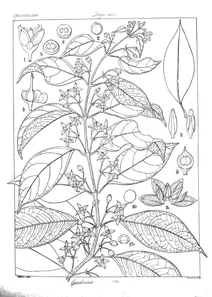 gardnera wallichii