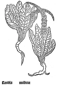 Ґарт кандела вулькрут, 1485