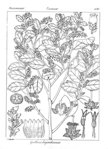 gaultheria fragrantissima