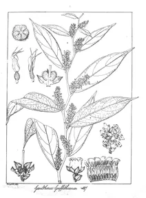 gaultheria griffithiana