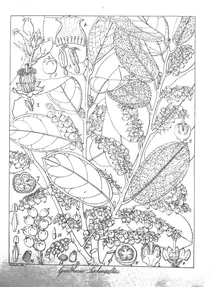 gaultheria leschenaultii