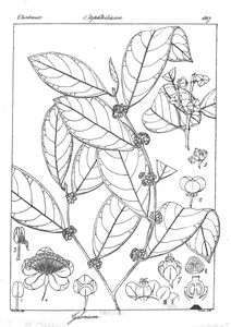 gelonium lanceolatum
