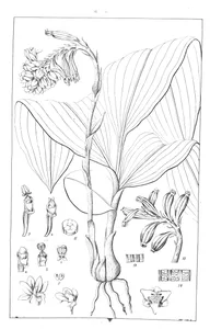geodorum dilatatum