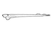 Geotria australis (мішкоподібна мінога)