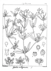 Giesekia molluginaides