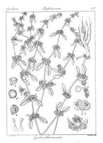 giesekia pharnaceoides