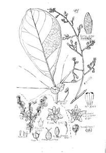 gillbeea adenopetala та bauera capitata