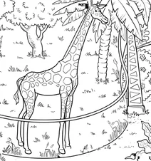 Giraffe at the zoo enclosure