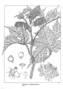 girardinia leschenaultiana