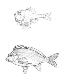 Girella hemigymnus (напівоголена сокироподібна риба), goniistius fuscus (червоний морвонг)