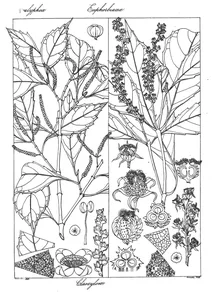 glaoxylon muricatum