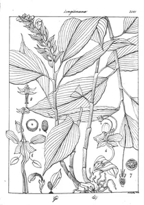 globba marantina